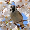 フォト・ライブラリー(572)広島の桜と鳥たち