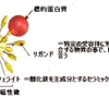 半田ビーズという優れものと聖書のイエス