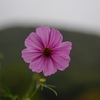 とある運動公園で、コスモスを記録してきました。