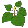 ドクダミのフリーイラスト素材