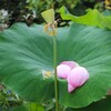 「佐久の季節便り」、「木槿（むくげ）」、「小葉髄菜（こばのずいな）」を記念植樹…。