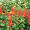 緑道の花壇2