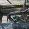 カワセミ