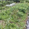 草取りをして