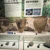 橿原考古学研究所附属博物館７、縄文時代から古墳時代へ