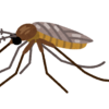 カンス