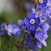早春の青花「ヘリオフィラ」