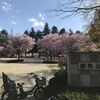 錦町公園の桜