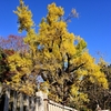 葛城一言主神社（乳イチョウの紅葉）