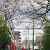 お花見ランチ🌸花づくし