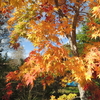 開田高原、紅葉🍁見頃です。