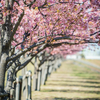 【番外２６】千葉県市川市　江戸川土手の河津桜