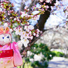 気になる岡崎の桜と桜城橋と桜お守り