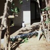 猫はいつでも見守っている