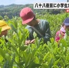 新茶の季節に体験！天草市の小学生が茶摘み【熊本】