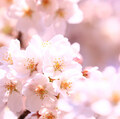 桜 開花予想2018【花見】東京・福岡・名古屋・京都・静岡・広島