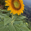 向日葵20240724
