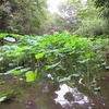 滝の城址公園（埼玉県所沢市）