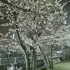 夜桜見物(^_^)