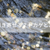 尻尾の青いトカゲ＝幸運の前触れ？神社や庭での意味を徹底解説！