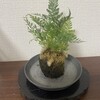 植物たち