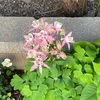 すき間に咲く花