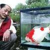 ６年育てた金魚、42センチに