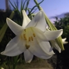 【スキンケア】常在菌を元気にするのが、育肌のコツ