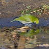 公園の野鳥達（１２月２８日）メジロ