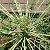 芽キャベツはギブアップ