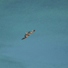 隣の隣の県の離島へ鳥を見に行った日記（２０２４　０５０２～０５０６）その１６。