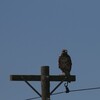 キバシトビ(Yellow-billed Kite)