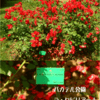 バガテル公園２００１にて