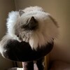 朝からまたたび転がし、タンス遊びと活発ふくちゃん