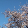 桜　2009