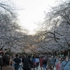 「外出自粛要請」1週前に、走りながら見た上野公園の桜