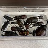 【簡単】クワガタ、カブトムシの標本作り方2！！