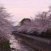 3月27日の桜＆今日の独り言