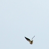 ソデグロバト Pied Imperial Pigeon