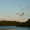【トリニダード・トバゴ】　赤い鳥たちが舞う水辺の夕暮れ　野生のスカーレットアイビスやフラミンゴが見られるボートクルーズ（2018年）