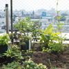 真夏でも植物の移植は続く
