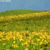 霧ヶ峰高原のニッコウキスゲ（禅庭花）とノビタキ　2016.7月