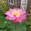 ２つ目の花ハス。咲きましたあ！