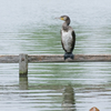 カワウ Phalacrocorax carbo