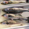 【DoChubu掲載】〈おさかなブログ〉あいちの魚「スズキ」（豊浜漁港）