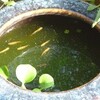 ウクライナで298人、パレスチナ自治区ガザで550人以上の死者