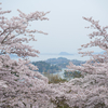 お花見の後始末