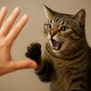 ティムール・ゼイナルプール🐾猫の攻撃性は飼い主の誤りを反映している。