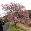 絶景"みなみの桜並木"！　伊豆半島ふたり旅　2022.2.18-19　２日目（２）　河津温泉⇒爪木崎⇒たんぽぽ下田⇒道の駅「下賀茂温泉　湯の花」⇒自宅