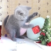見てるだけで元気がもらえる♬楽しそうなブリティッシュの仔猫ちゃん（＊＾－＾＊）